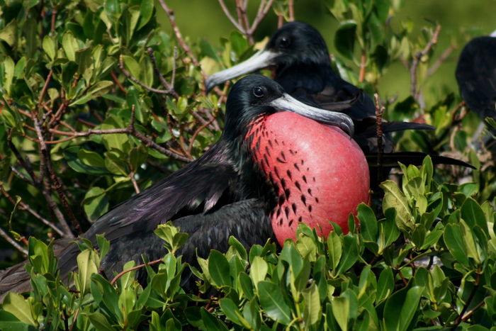 black and red bird with puffed chest
