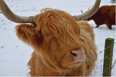 Highland Cow close up