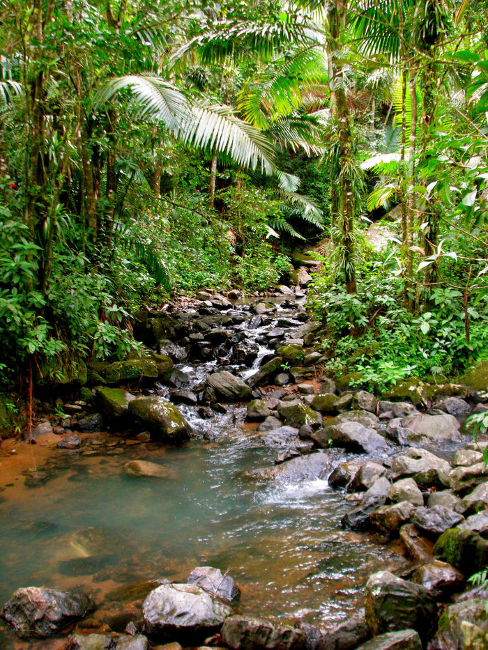 El Yunque Rainforest 