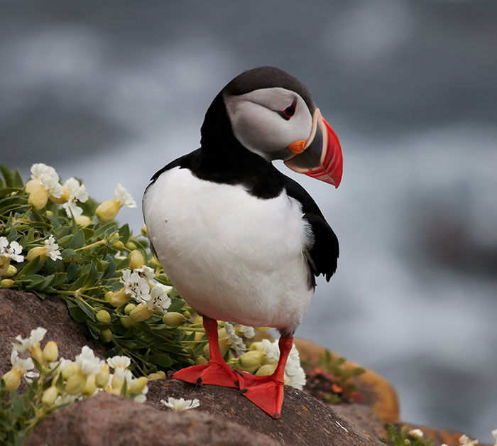 Iceland puffin