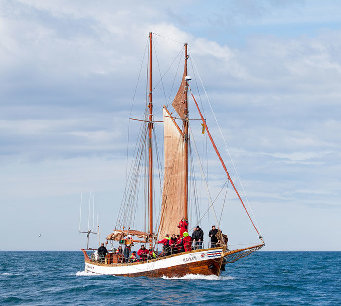 Iceland whale watching