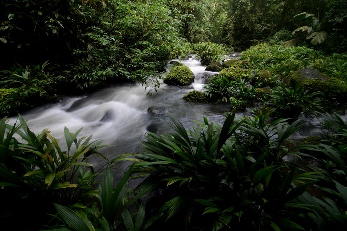 Jungle stream (La Selva Biological Station)