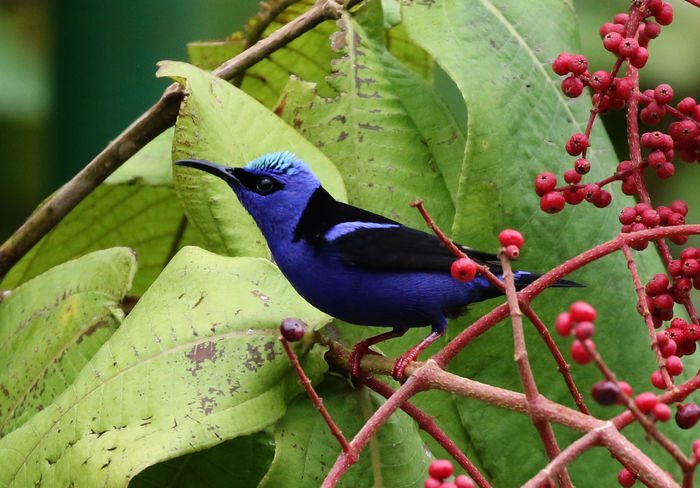 Red-legged Honeycreeper