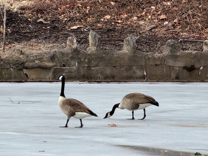 Two geese walk on a frozen pond