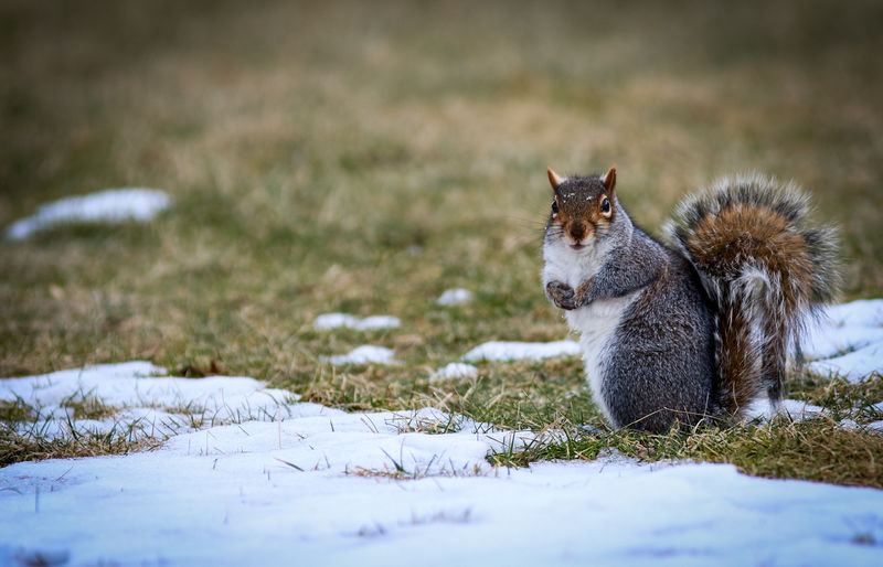 A squirrel on grass with melting snow