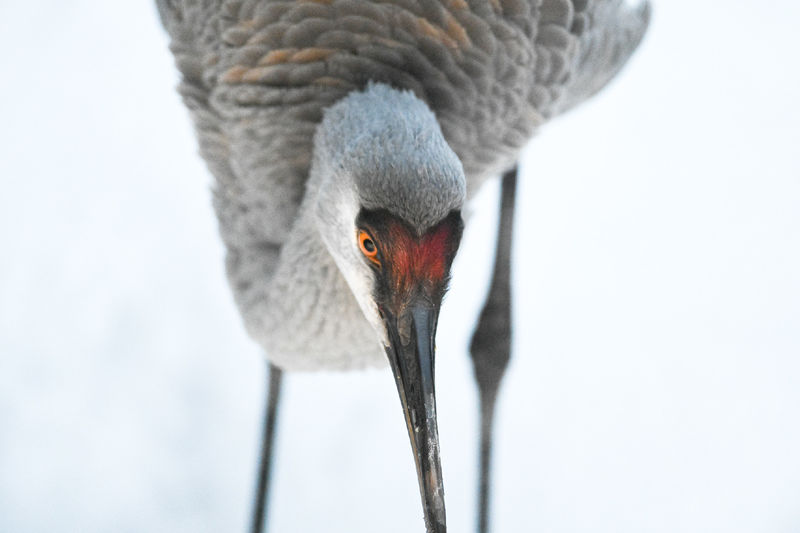 A close up picture of a sandhill crane in the snow