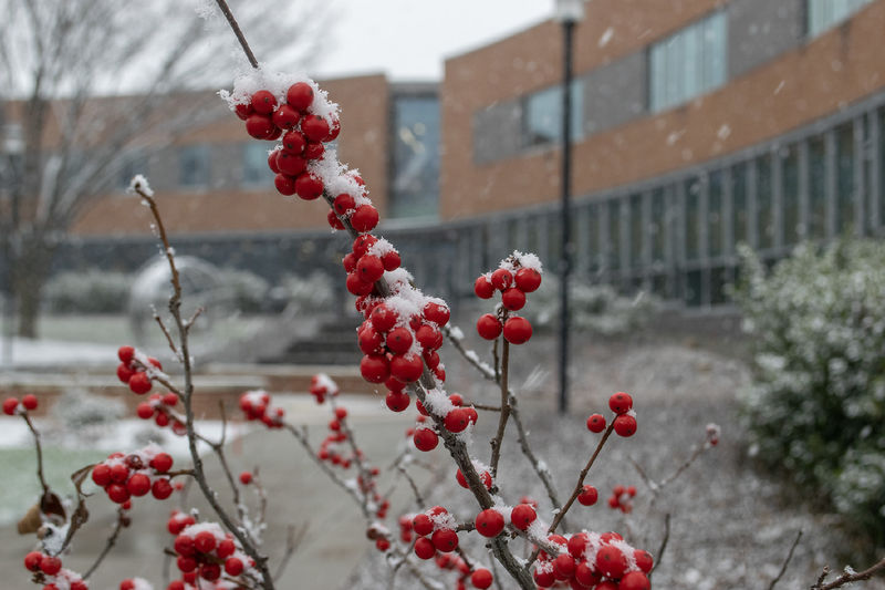 A plant with red berries in front of a snowy background