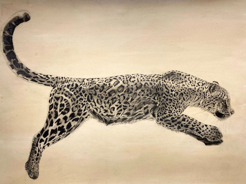 Drawing of a tiger running