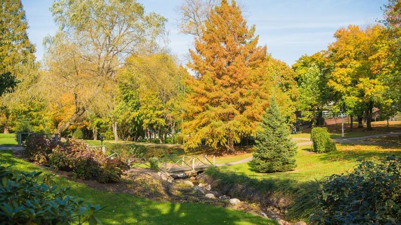 Fall leaves on trees changing color on the Behrend campus