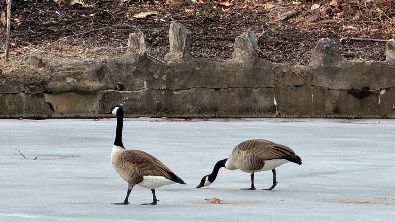 Two geese walk on a frozen pond