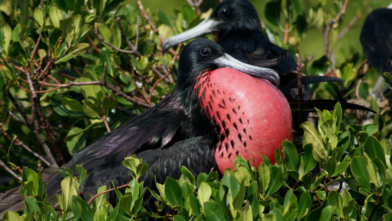 black and red bird with puffed chest