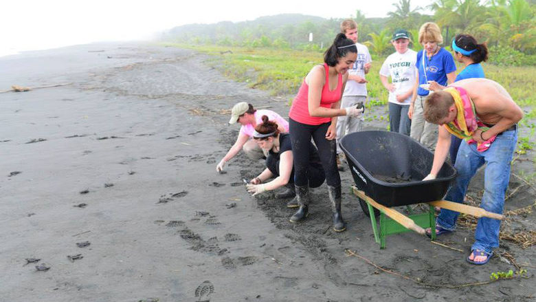Students work with baby sea turtles on the beach.