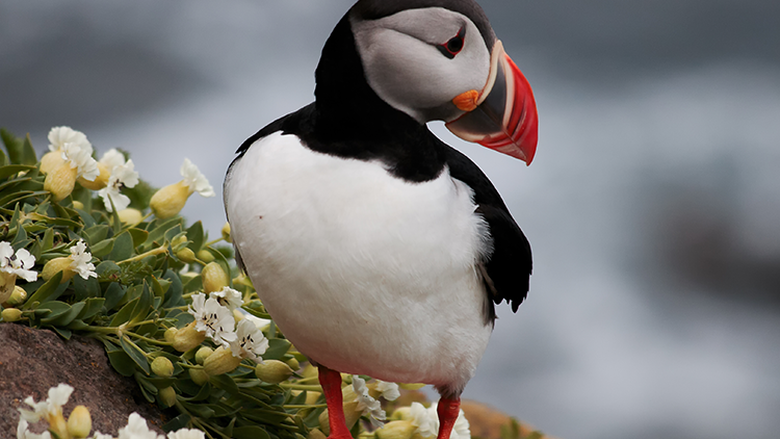 iceland puffin