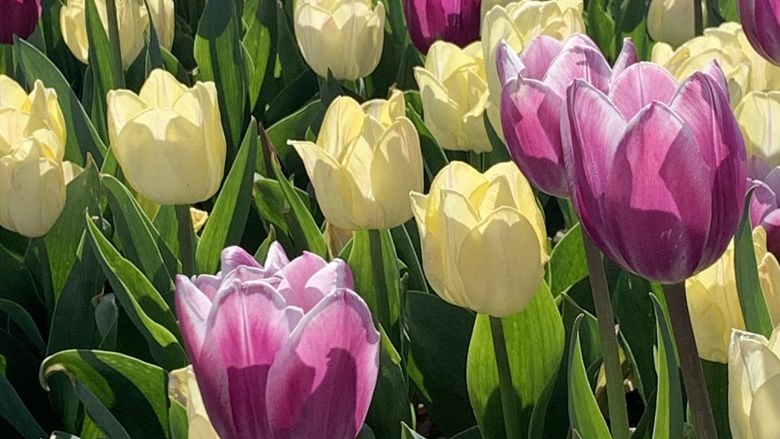 Pink and yellow tulips