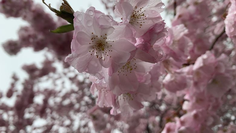 Pink flowers bloom on a tree limb