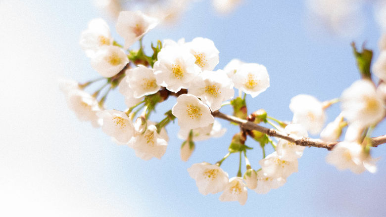 White buds on a tree limb against a bright blue sky