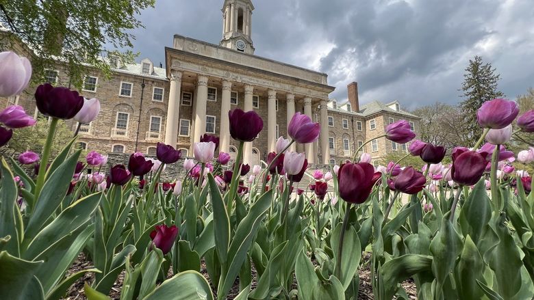 Purple tulips in front of Old Main, with a dark cloudy sky in the background