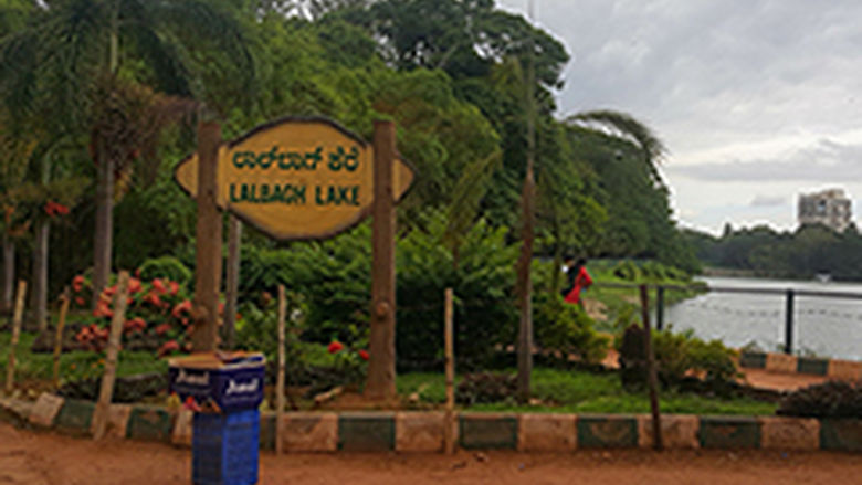 trees near water in India