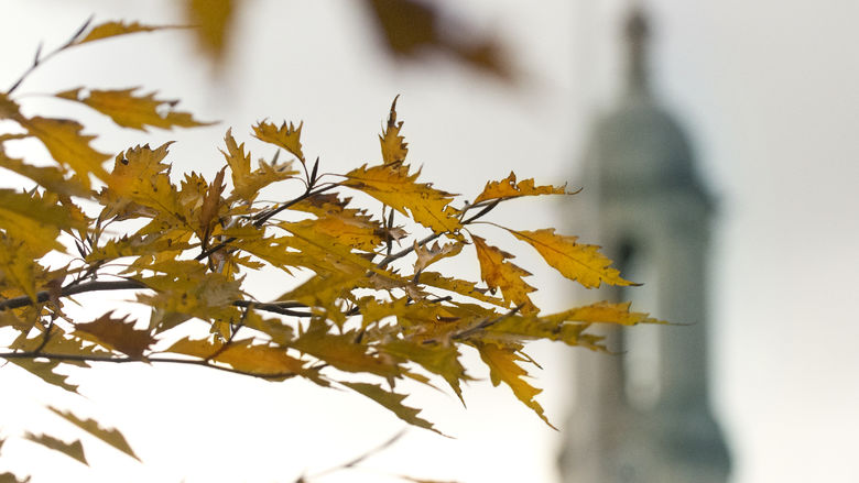 late autumn leaves old main