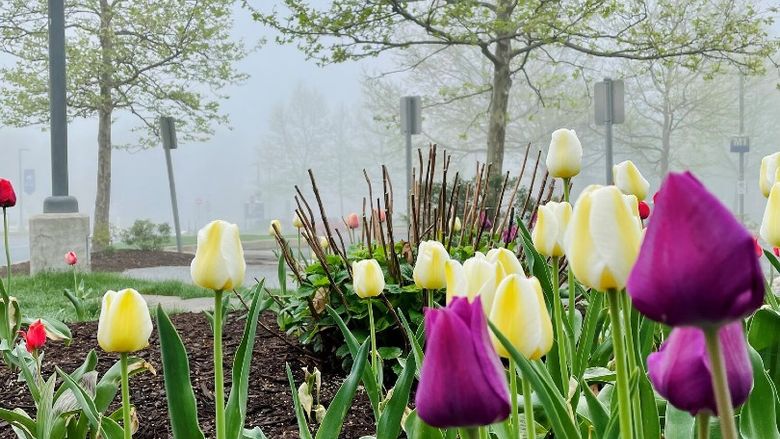Tulips in bloom with a foggy sky and a Penn State Health sign in the background