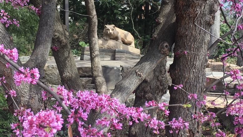 The Nittany Lion shrine framed by pink redbud limbs