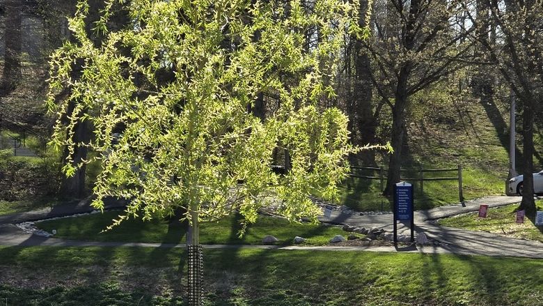 Geese walk behind a small willow tree