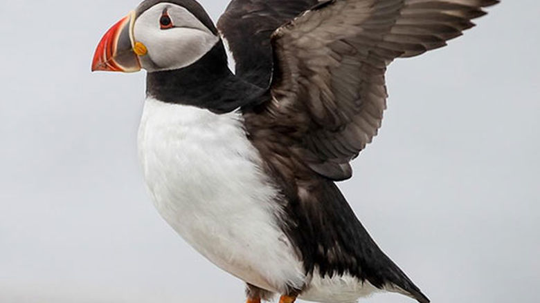 Iceland Puffin