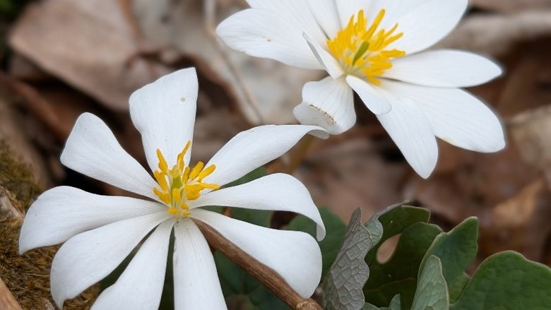 A close up of two white flowers