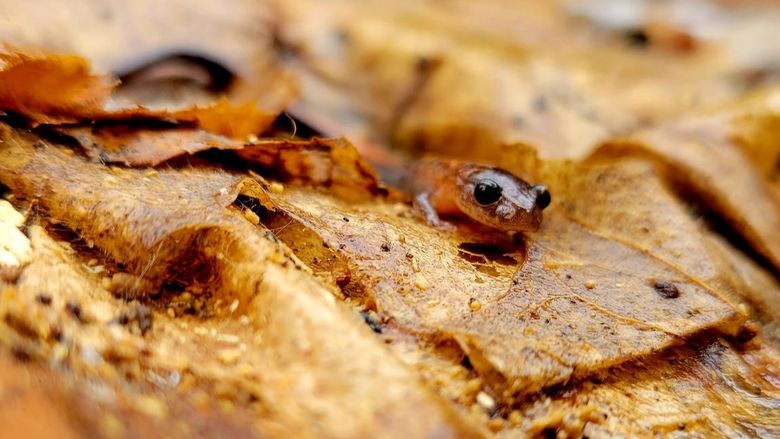 A salamander crawls through leaves