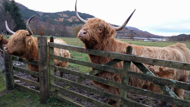 Scotland Cows