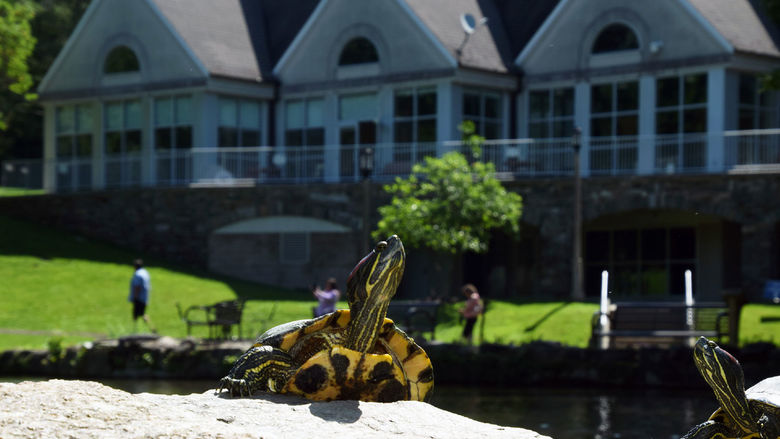 Turtle stretching its neck on a rock on college campus