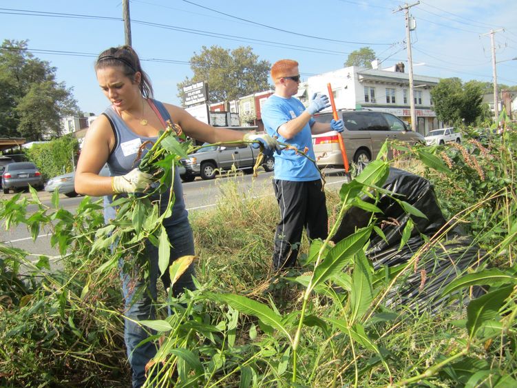 Student pulls weeds from rain garden