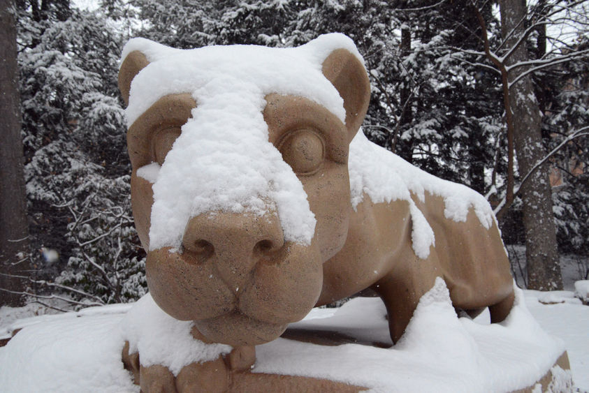 Lion covered in snow