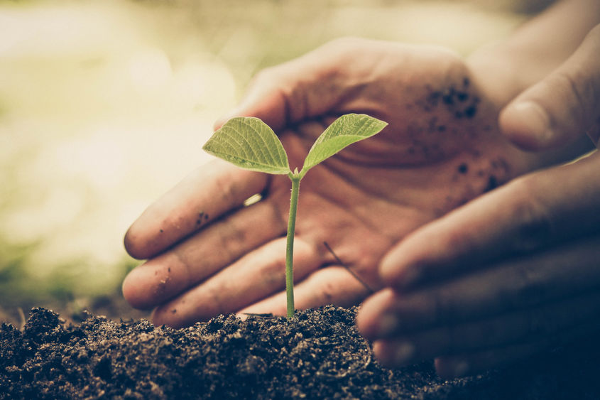 hands, dirt and seedling